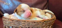 Max, a male Cavalier King Charles Spaniel for sale in Paulden, AZ – 4 of 6
