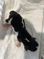 Vinnie, a male Cavalier King Charles Spaniel for sale in Paulden, AZ – Photo 2 of 3