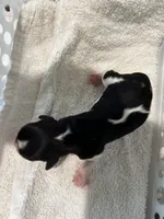 Vinnie, a male Cavalier King Charles Spaniel for sale in Paulden, AZ – Photo 3 of 3