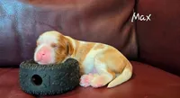 Max, a male Cavalier King Charles Spaniel for sale in Paulden, AZ – 6 of 6