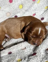 Woody, a male Cavalier King Charles Spaniel for sale in Paulden, AZ – Photo 3 of 3