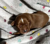 Woody, a male Cavalier King Charles Spaniel for sale in Paulden, AZ – Photo 2 of 3