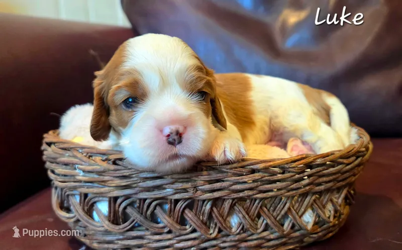 Luke – Cavalier King Charles Spaniel puppy for sale in Paulden, AZ