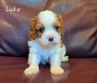 Luke, a male Cavalier King Charles Spaniel for sale in Paulden, AZ – 3 of 4