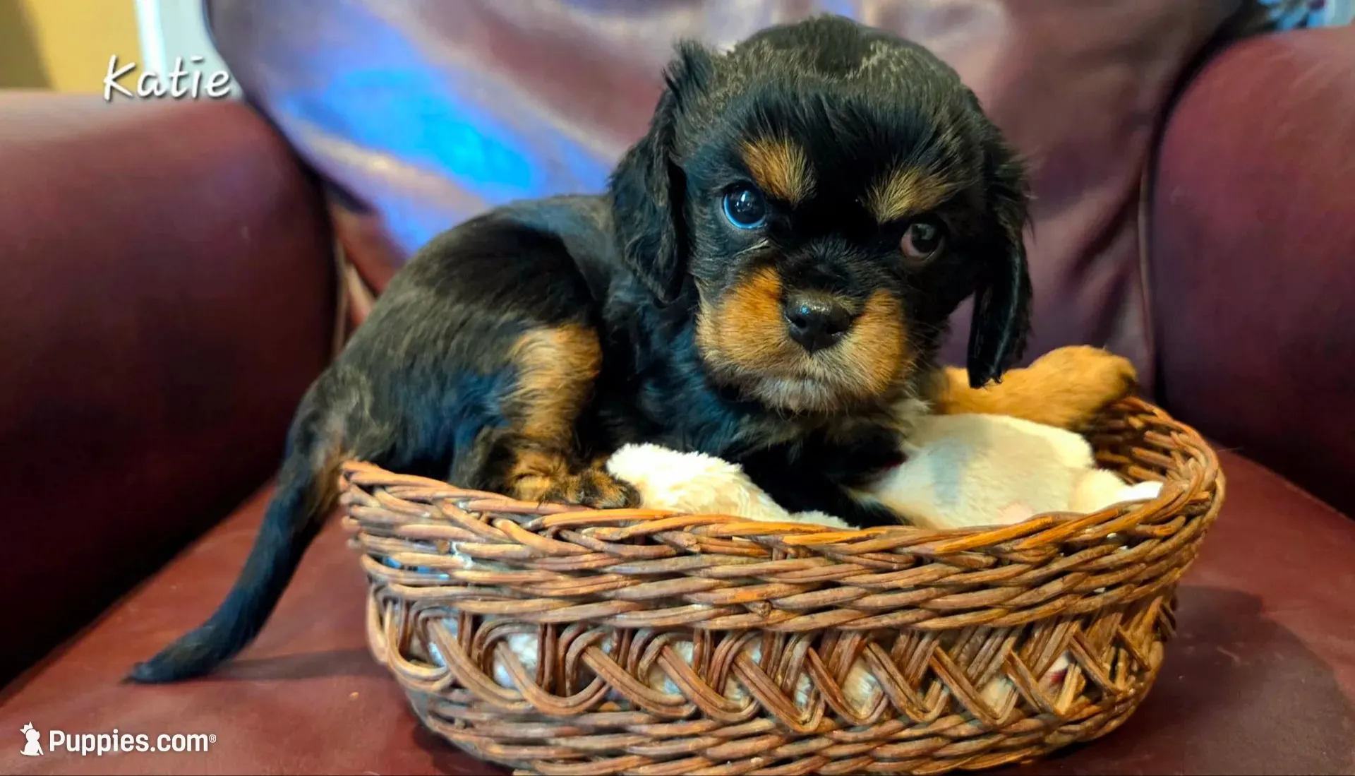 Katie, a female Cavalier King Charles Spaniel for sale in Paulden, AZ – 3 of 3
