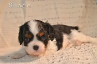 Slade, a male Cavalier King Charles Spaniel for sale in Paulden, AZ – Photo 5 of 6