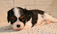 Slade, a male Cavalier King Charles Spaniel for sale in Paulden, AZ – Photo 4 of 6