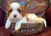 Luke, a male Cavalier King Charles Spaniel for sale in Paulden, AZ – 2 of 4