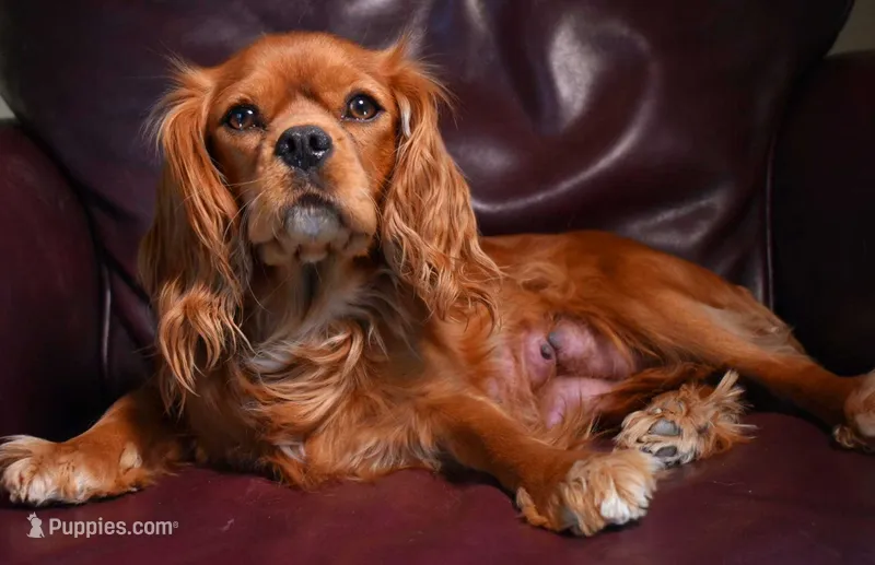 Twix's litter – Cavalier King Charles Spaniel puppy for sale in Paulden, AZ