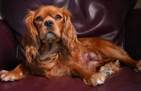 Twix's litter, a  Cavalier King Charles Spaniel for sale in Paulden, AZ – 1 of 2