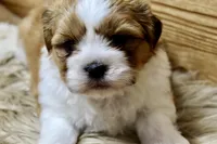 Bentley, a male Shih Tzu for sale in Baltimore, MD – Photo 3 of 6