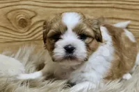 Bentley, a male Shih Tzu for sale in Baltimore, MD – Photo 4 of 6