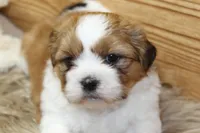 Bentley, a male Shih Tzu for sale in Baltimore, MD – Photo 6 of 6