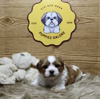 Bentley, a male Shih Tzu for sale in Baltimore, MD – Photo 2 of 6