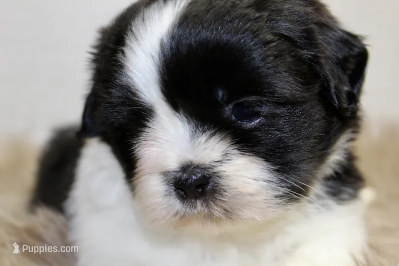Panda – Shih Tzu puppy for sale in Baltimore, MD
