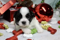 Dancer, a male Shih Tzu for sale in Baltimore, MD – Photo 2 of 10