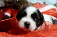 Dancer, a male Shih Tzu for sale in Baltimore, MD – Photo 8 of 10