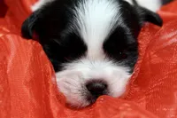 Dancer, a male Shih Tzu for sale in Baltimore, MD – Photo 9 of 10