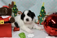 Dancer, a male Shih Tzu for sale in Baltimore, MD – Photo 6 of 10