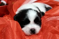 Dancer, a male Shih Tzu for sale in Baltimore, MD – Photo 10 of 10