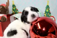 Dancer, a male Shih Tzu for sale in Baltimore, MD – Photo 1 of 10