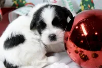 Dancer, a male Shih Tzu for sale in Baltimore, MD – Photo 4 of 10