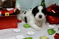 Dancer, a male Shih Tzu for sale in Baltimore, MD – Photo 5 of 10