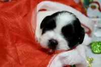 Dancer, a male Shih Tzu for sale in Baltimore, MD – Photo 3 of 10