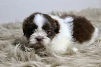 Nano, a male Shih Tzu for sale in Baltimore, MD – 5 of 9