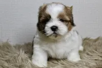 Cupcake, a female Shih Tzu for sale in Baltimore, MD – 3 of 8