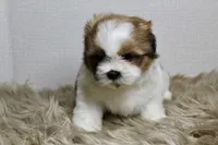 Cupcake, a female Shih Tzu for sale in Baltimore, MD – 7 of 8