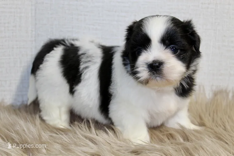 Dot – Shih Tzu puppy for sale in Baltimore, MD