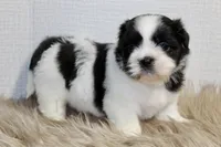 Dot, a female Shih Tzu for sale in Baltimore, MD – 1 of 8
