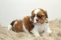 Lucy, a female Shih Tzu for sale in Baltimore, MD – 7 of 10