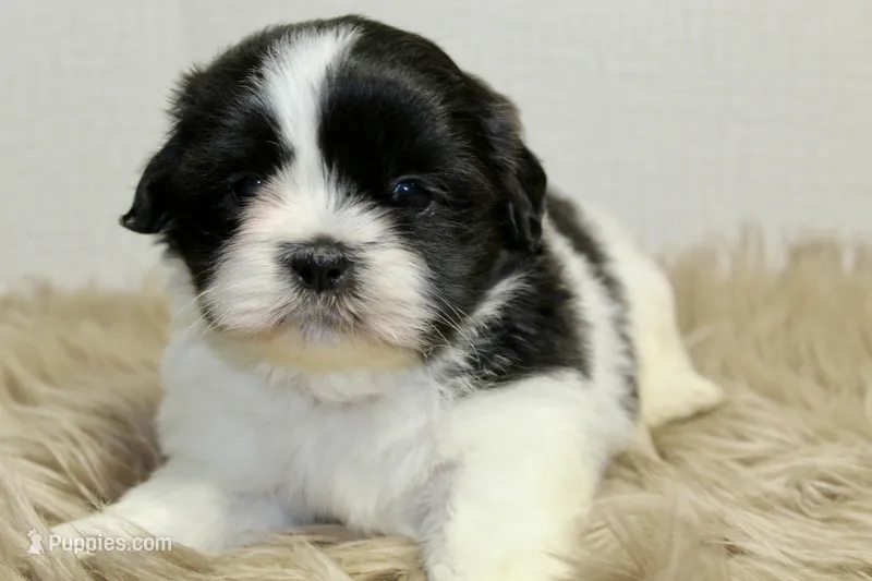 Panda – Shih Tzu puppy for sale in Baltimore, MD