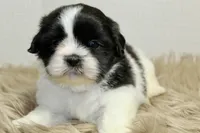Panda, a male Shih Tzu for sale in Baltimore, MD – 1 of 7