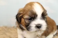 Winston, a male Shih Tzu for sale in Baltimore, MD – Photo 6 of 10