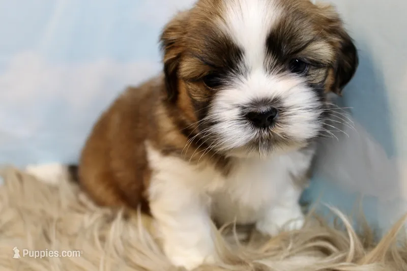 Winston, a male Shih Tzu for sale in Baltimore, MD – Photo 1 of 10