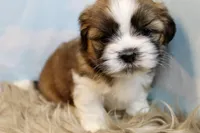 Winston, a male Shih Tzu for sale in Baltimore, MD – Photo 1 of 10