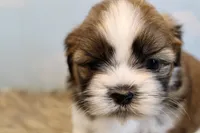 Winston, a male Shih Tzu for sale in Baltimore, MD – Photo 7 of 10