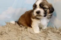 Winston, a male Shih Tzu for sale in Baltimore, MD – Photo 10 of 10