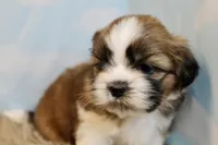 Winston, a male Shih Tzu for sale in Baltimore, MD – Photo 2 of 10