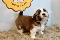 Winston, a male Shih Tzu for sale in Baltimore, MD – Photo 9 of 10