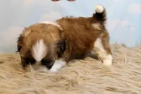 Winston, a male Shih Tzu for sale in Baltimore, MD – Photo 4 of 10