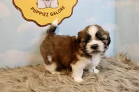 Winston, a male Shih Tzu for sale in Baltimore, MD – Photo 5 of 10