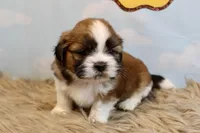 Winston, a male Shih Tzu for sale in Baltimore, MD – Photo 3 of 10