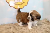 Winston, a male Shih Tzu for sale in Baltimore, MD – Photo 8 of 10