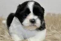 Panda, a male Shih Tzu for sale in Baltimore, MD – 3 of 7