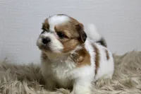 Niko, a male Shih Tzu for sale in Baltimore, MD – 5 of 9