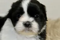 Panda, a male Shih Tzu for sale in Baltimore, MD – 2 of 7